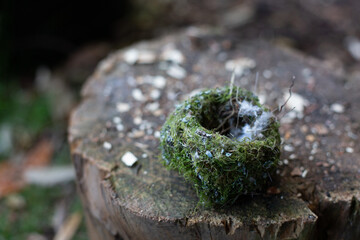 An empty nest fallen from a tree