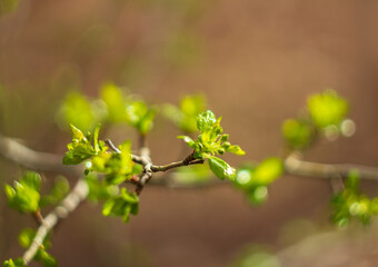 Wall Mural - Small green bud leaf growth on tree plant with blured background. Spring time