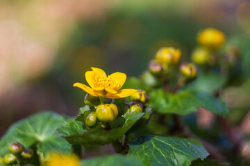 Wall Mural - Marsh marigold, kingcup, caltha palustris blossom flower with blured background. Spring time