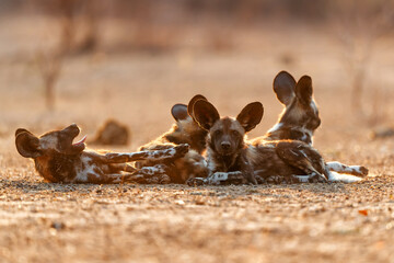 Wall Mural - african wild dog pups waking up at sunrise in mana pools national park in zimbabwe