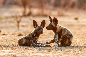 Wall Mural - african wild dog pups waking up at sunrise in mana pools national park in zimbabwe