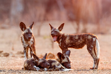 Wall Mural - african wild dog pups waking up at sunrise in mana pools national park in zimbabwe