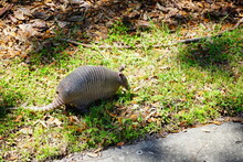 Armadillo Is Looking For Food In Grass	