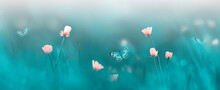 Pink Wild Flowers And Butterflies. Spring Summer Background. Banner Format.