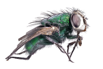 dark green fly isolated on white