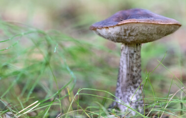 Sticker - dark brown cap boletus in grass