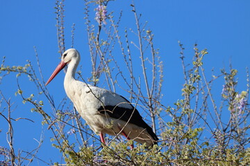 Wall Mural - migratory wild bird white stork in its habitat-