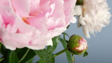 Water Rain Drops On Peony Flowers Spring Bloom, Floral Blossom Of Paeony. Springtime Moist Botanical Flora. Pastel Color Paeonia Inflorescence. Bouquet. Dew Or Raindrops On Spring Wet Petals. Droplets