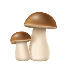 Realistic Boletus, Pocrini Mushroom With Brown Cap And White Stem Isolated On White Background