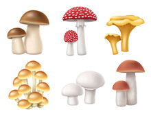 Mushrooms Set. Realistic 3d Honey Fungi, Boletus, Chanterelle, Muscaria Fly Agaric And Champignon