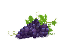Bunch of darc red grapes isometric vector illustration in flat style on white