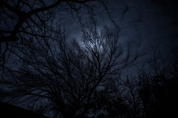 Wall Mural - the full moon in cloudy sky seen through branches of trees at night