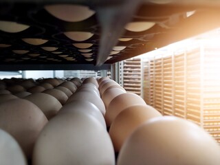 Wall Mural - the some eggs on the tray, hatching eggs in industrial farm hatchery.