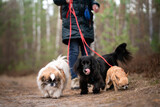 Fototapeta Psy - Kobieta prowadzi trzy psy na smyczach 