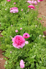 Sticker - pink ranunculus 