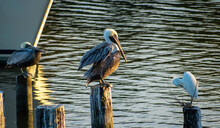 Pelicans On The Pier With Friends
