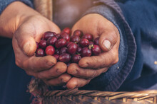 Man Hands Harvest Coffee Bean Ripe Red Berries Plant Fresh Seed Coffee Tree Growth In Green Eco Organic Farm. Close Up Hands Harvest Red Ripe Coffee Seed Robusta Arabica Berry Harvesting Coffee Farm