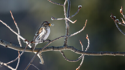common redpoll (acanthis flammea) bird perched on a tree branch wildlife background