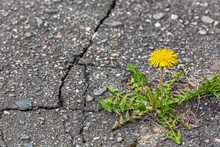 Small Yellow Dandelion Grows And Blossoms On The Gray Sidewalk With Cracks
