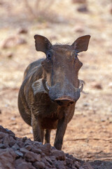 Wall Mural - Male Boar Common wild warthog [phacochoerus africanus] in southern Africa