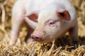 Wall Mural - Piglet on hay and straw at pig breeding farm