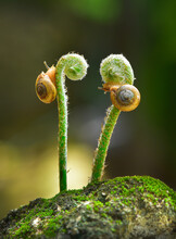Two Snails Playing On The Shoot Of A Fern