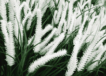 Houseplant With White Panicles, Closeup