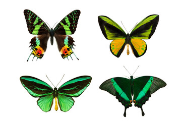 Poster - butterflies with green wings isolated on white background