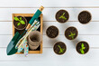 Potted flower seedlings growing in biodegradable peat moss pots on white wooden background. Zero waste, recycling, plastic free, gardening concept. Top view background.