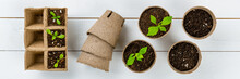 Potted Flower Seedlings Growing In Biodegradable Peat Moss Pots. Top View On White Wooden Background. Zero Waste, Recycling, Plastic Free Concept Banner.
