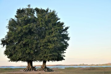 A twin green tree with clear sky