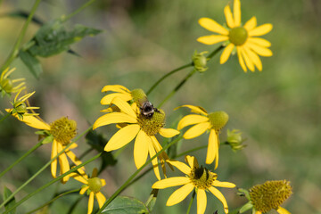 Wall Mural - A bee sits on a yellow rudbeckia flower