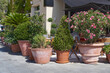 The big outdoor potted plants on the street