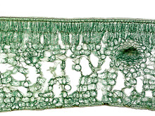 Chloroplasts Within The Plant Cells. Cross Section Of A Camellia Leaf, That Show Their General Internal Structure (cuticle, Palisade Parenchyma, Spongy Parenchyma, Vascular Bundles, Epidermis). 