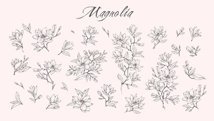 Wall Mural - magnolia flower logo and branch set. hand drawn line wedding herb, elegant leaves for invitation sav