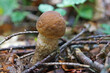 Boletus edulis with a brown hat and white stalk grows in the woods in autumn