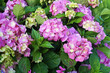 Hydrangea branch with large pink flowers and green leaves on a sunny summer day