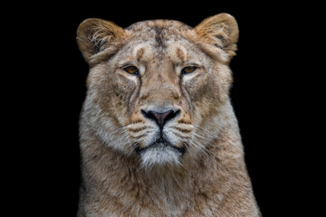 Wall Mural - A lion with a black background