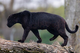 Fototapeta Sawanna - A black jaguar sleeping on the tree