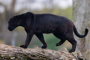 Wall Mural - a black jaguar sleeping on the tree