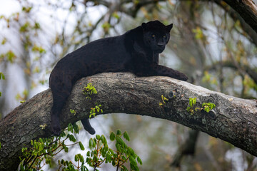 Leinwandbilder - A black jaguar sleeping on the tree
