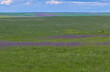 Endless expanses of the spring steppe. Distant horizons of the steppe plain. The sky above the flowering grassy field. Picturesque rural landscape. Natural carpet. Odessa region, Ukraine.