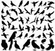 © zolotons - birds set silhouette, isolated on white background vector