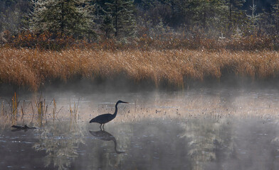 Wall Mural - Great blue heron with reflection hunts on a morning foggy marsh in Algonquin park, Canada