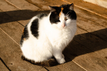 A white cat with black ears basks on a sunny day on wooden planks