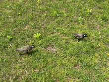 Two Starling Birds Chilling By The Pond On The Green Grass, Spring Sakura Season 2022, Tokyo Japan, Ueno Shinobazu Pond