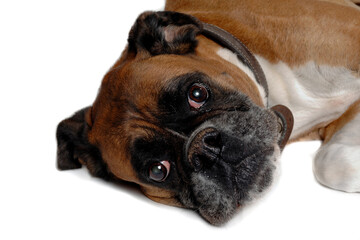 Wall Mural - Happy boxer dog on a white background