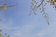 © Angkana6395 - Beautiful view of bright yellow flowers against blue sky, space for text