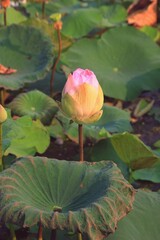 pink water lily