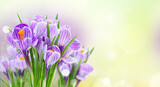 Fototapeta Kwiaty - Violet crocus flowers